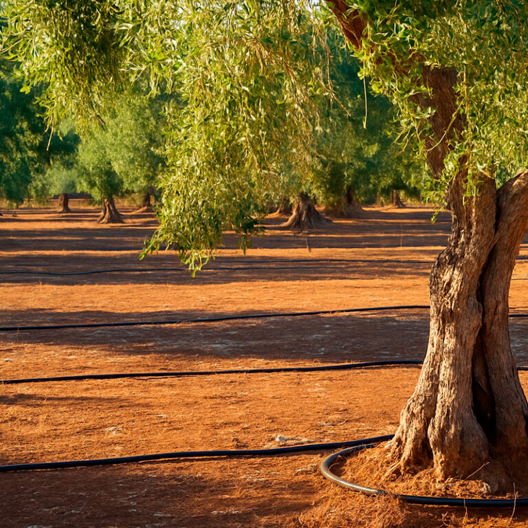Fertilizantes Fertirrigación