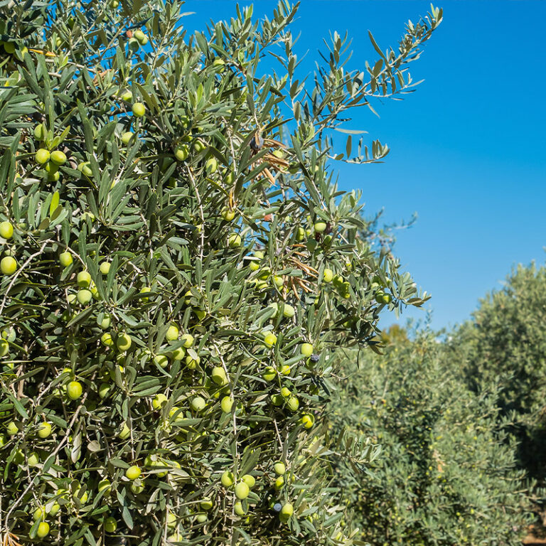 Fertilizantes Foliar para el olivar