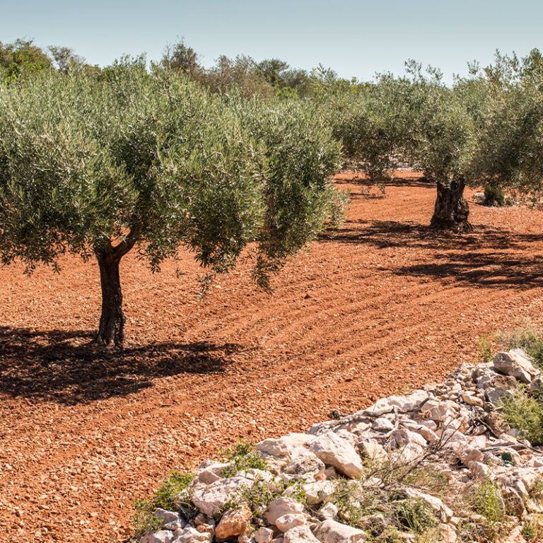 Fertilizantes para el suelo